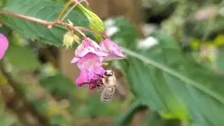Pollenbestimmung - indische Balsamine ab August