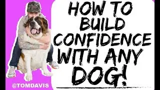 How to Build Confidence in Your Dog or Fearful Dog! - Training with Americas Canine Educator
