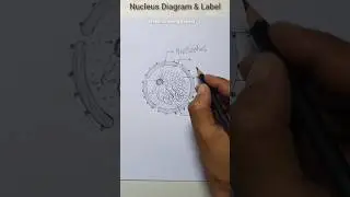 Nucleus Diagram & Label #shorts #nucleusdiagram #nucleus