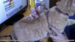 #Cats Walking on Leash and Harness (Kitty On A Leash)