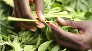 Making a grass skirt