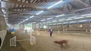 Paris' Redbone Coonhound Agility Practice-- class 12.2.25 unedited 