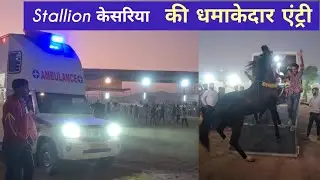 #Pushkar stallion Keshariya's dhamkedaar entry before the ring show