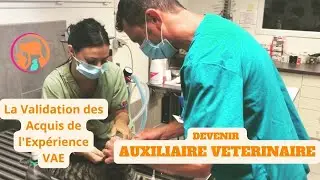 DEVENIR AUXILIAIRE VETERINAIRE (VAE pour échelon 5 Auxiliaire Spécialisée Vétérinaire APFORM)