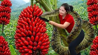 Harvesting Red Banana Mutation In The Amazon Rainforest Goes to Market Sell, met giant python 200kg