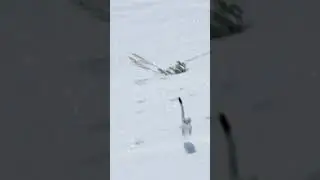 Snowy Spirit: Stoat 雪地精灵 白鼬 #animals【跟着图尔去旅行】