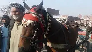lahore  horse mandi ma horse for sale by nawaz entertainment /lahore horse  mandi 2020