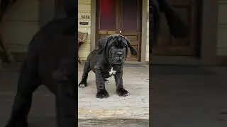 Neapolitan Mastiff puppy produced by Old World Mastinos