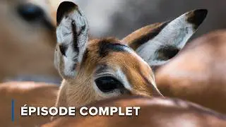 Antilopes: survivre dans la savane | Ic&ocirc;nes de la vie sauvage 106