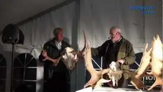 Bed&oslash;mming av elg-gevir