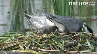 Whiskered tern pair on nest. The pair swap incubation duties. Donana National Park, Sevilla, Spain.
