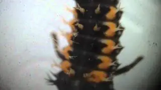 Le Repas D'une Coccinelle
