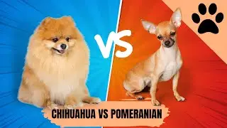 Chihuahua Vs Pomeranian