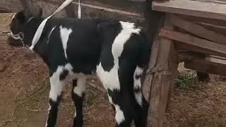 مباشر سوق بلقاس في العجول البقر السبت 
