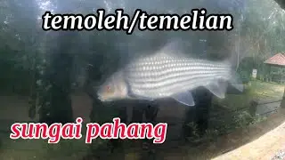 Kelah 17kg, Temoleh / Temelian & Cara Masuk ke Taman Negara - #CasterDiary#127
