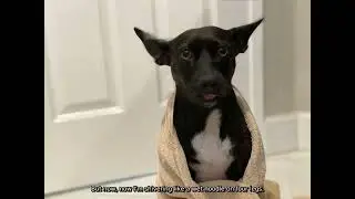 Yoda After Bath #dog #dogbathtime #puppy