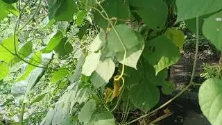 &ldquo;The Plant Time Machine: Watching Growth in Slow Motion&rdquo;