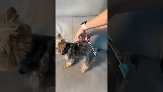 DIY Doggie Diaper #shorts #yorkie #mask #diaper #furbaby