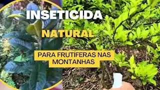 Protegendo As Frut&iacute;feras De Um Jeito Natural No Ref&uacute;gio