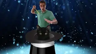 Cats And Magic Tricks - Special Episode