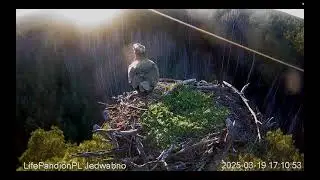 Ryboł&oacute;w - rezydent  wraca z migracji/19.03.2025/ Rybołowy Jedwabno