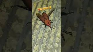 यह क्या है #shorts #short #shortvideo #nature #shortsfeed #borivali #love #naturelovers #natureviral