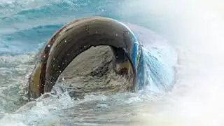 TOP 3 CREATURE SPOTTED ON GOOGLE EARTH