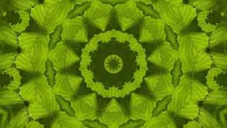 2 min Visual Meditation | Horse Chestnut Tree Leaves in Kaleidoscopic Sunset with Birdsong
