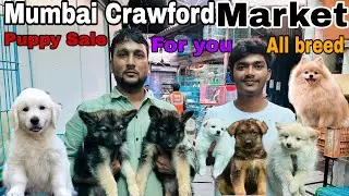 Mumbai Crawford market For Pet Sale For Contact Me My Number . 9503611734
