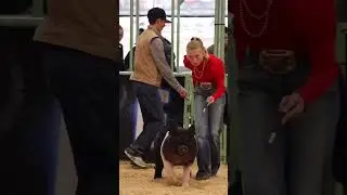 Karis walking her fashion runway with showpigs! #showpigs #livestock