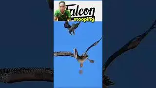 Tahu kah kamu burung tercepat di dunia ⁉️ #shorts #foryou #masukberanda #4k #fyp #falcon #predator