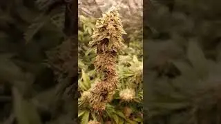 early harvested bud