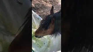 Cool drink of water #horse #water  #horses #equestrian  #pony #drinking #asmr #asmrsounds