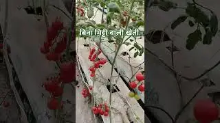 soilless farming/Hydroponic farming/Red cherry tomato #hydroponics #healthyeating #tomato