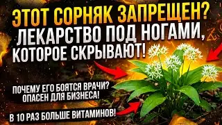 Секрет «Зимовницы»: Почему Предки Называли Эту Траву Спасением От Немочи, А Мы Принимаем За Мусор?