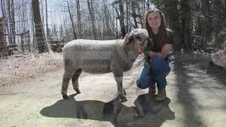 Sophia Hoogland Market Lamb Project 19/20