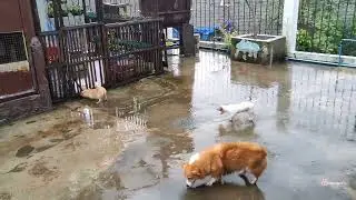 Dog life: our dogs love to play under the rain