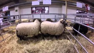ENGLISH WINTER FAIR 2014 LIVESTOCK SHOW GOPRO