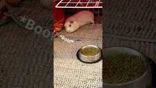 A Great Big Boof by a Tired Guinea Pig