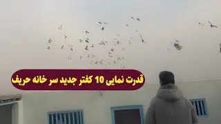 0419/ قدرت نمایی ده کفتر جدید  سر خانه حریف / Afghan Shawqi