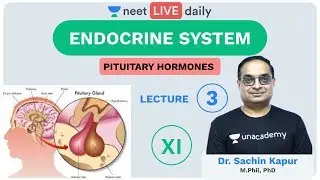 Endocrine System - L3 | Pituitary Hormones | Unacademy NEET | LIVE DAILY | NEET Biology | Sachin Sir