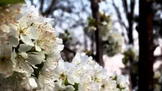 Cherry Blossom Tree - Free stock video - orangeHD.com