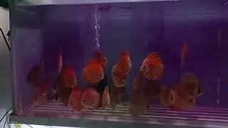 PP bath must for discus fish