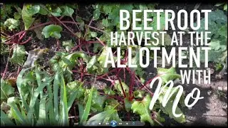 Beetroot Harvesting with Mo !
