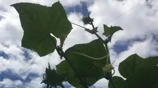 Salatalık budama (4), koltuk ucu alma; pruning cucumber