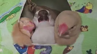 so round, so tent