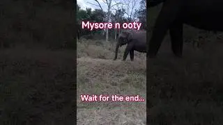 way to mysore n ooty😍🥰 #dailyvlog #trending #mysore #ooty #travel #travelvlog #traveling #animals