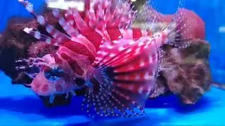 PTEROIS ANTENNATA 🤩🤩🤩: HAVE YOU EVER SEEN SUCH A BEAUTIFUL AND UNIQUE FISH 😍😍😍😍😍😍😍😍😍😍😍😍 #fishvideo