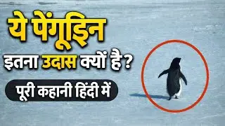 Viral Depressed Penguin Full Story Explained in Hindi | Kya Ye Survive Kar Paya Ya Mar Gaya?😨