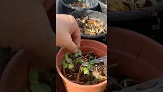 Re-livening the dried mint plant